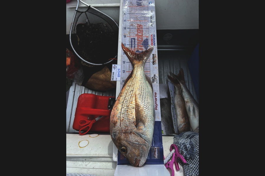 Ma John Thomas Castro caught this 49.5cm Snapper at Auckland during The Hirepool Baitmates Fishing Comp