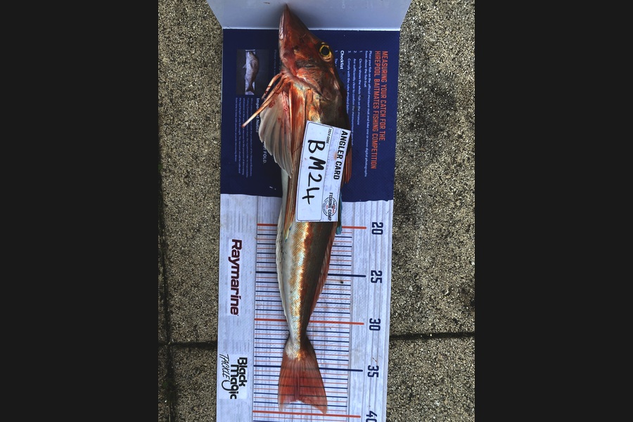 Rylend James caught this 38.5cm Gurnard at Nelson/Marlborough during The Hirepool Baitmates Fishing Comp