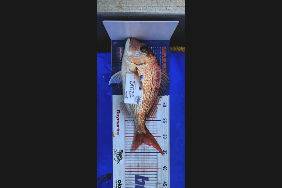 luke Curtis caught this 32.0cm Snapper at Coromandel during The Hirepool Baitmates Fishing Comp
