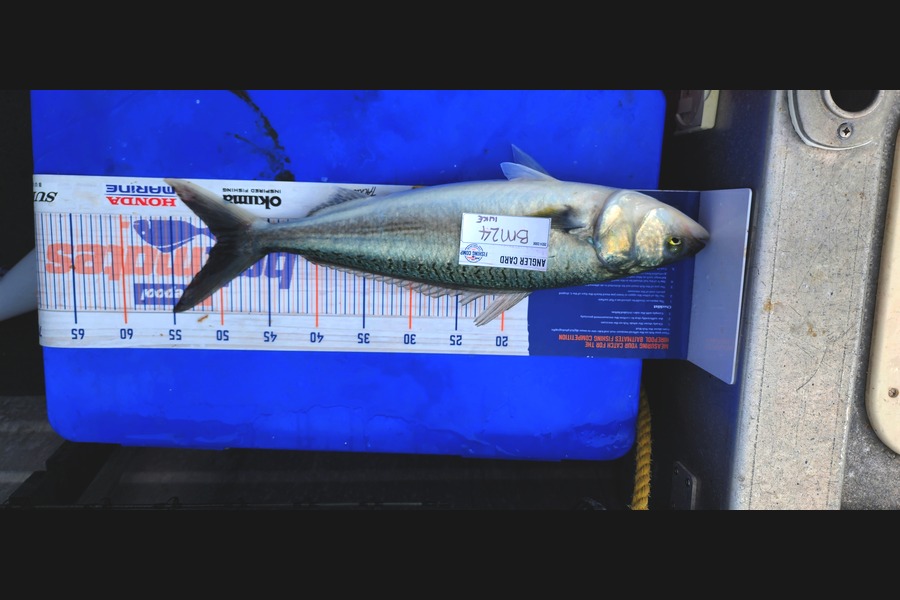 luke Curtis caught this 50.0cm Kahawai at Coromandel during The Hirepool Baitmates Fishing Comp