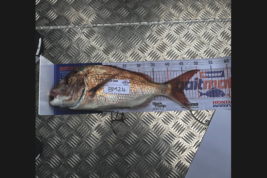 Jake Brooks caught this 44.5cm Snapper at Northland during The Hirepool Baitmates Fishing Comp