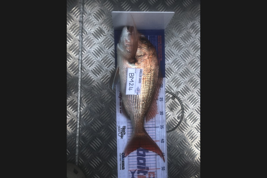 Beau Wilkinson caught this 42.0cm Snapper at Northland during The Hirepool Baitmates Fishing Comp