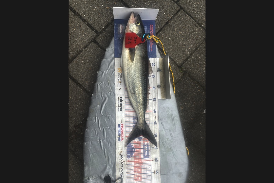 Graeme Duncan caught this 50.0cm Kahawai at Bay of Plenty during The Hirepool Baitmates Fishing Comp