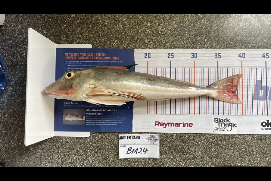 Tom Burroughs-Moody caught this 38.5cm Gurnard at Nelson/Marlborough during The Hirepool Baitmates Fishing Comp
