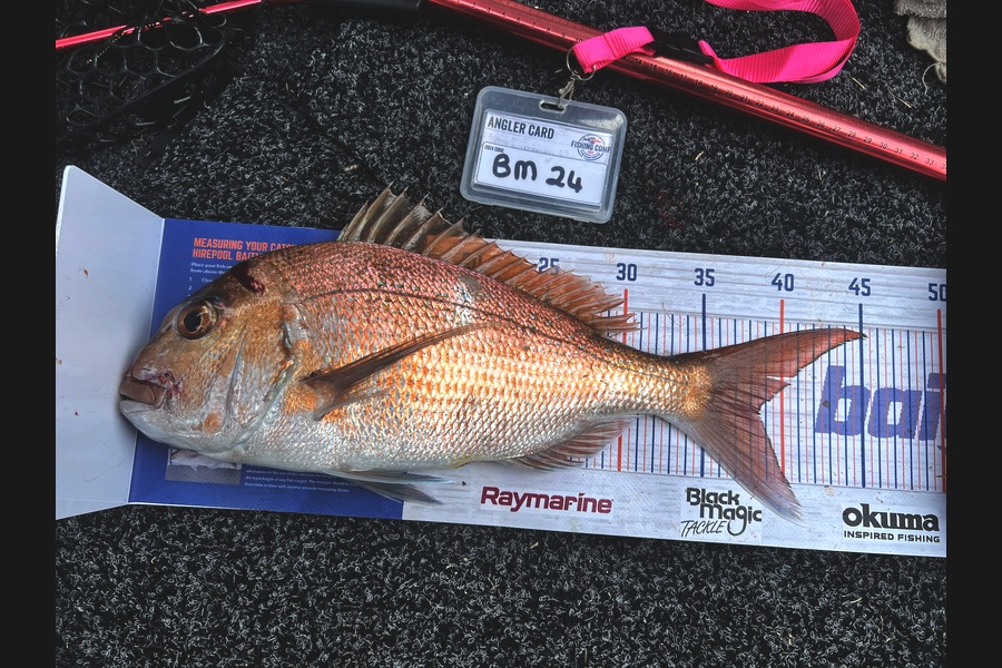Grant Wadsworth caught this 38.5cm Snapper at Coromandel during The Hirepool Baitmates Fishing Comp