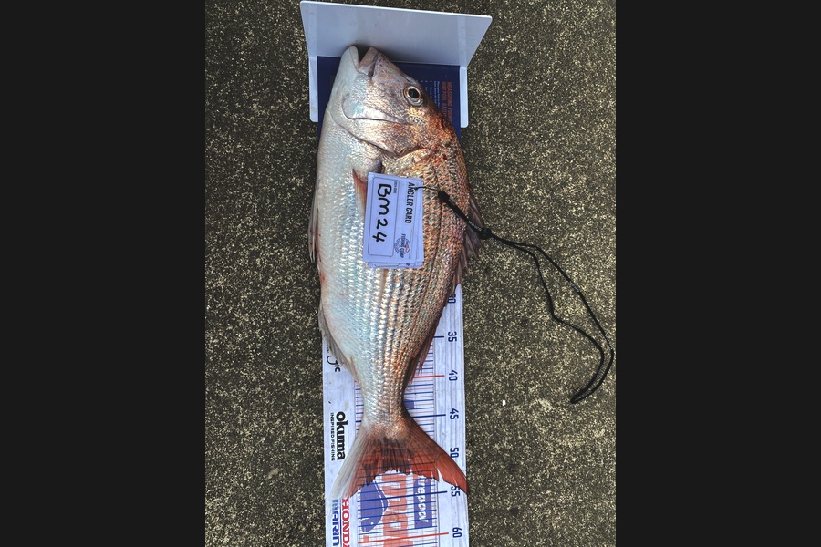 Oscar Shergold caught this 51.5cm Snapper at Hawkes Bay during The Hirepool Baitmates Fishing Comp