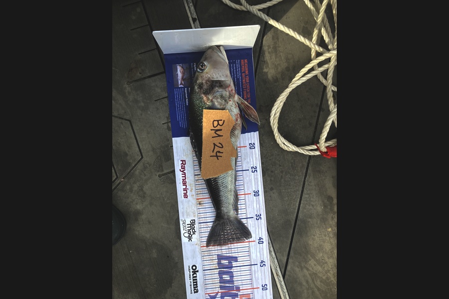 David Monagan caught this 40.0cm Blue Cod at Hawkes Bay during The Hirepool Baitmates Fishing Comp