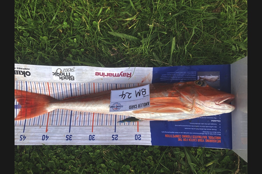 David Monagan caught this 46.0cm Gurnard at Hawkes Bay during The Hirepool Baitmates Fishing Comp