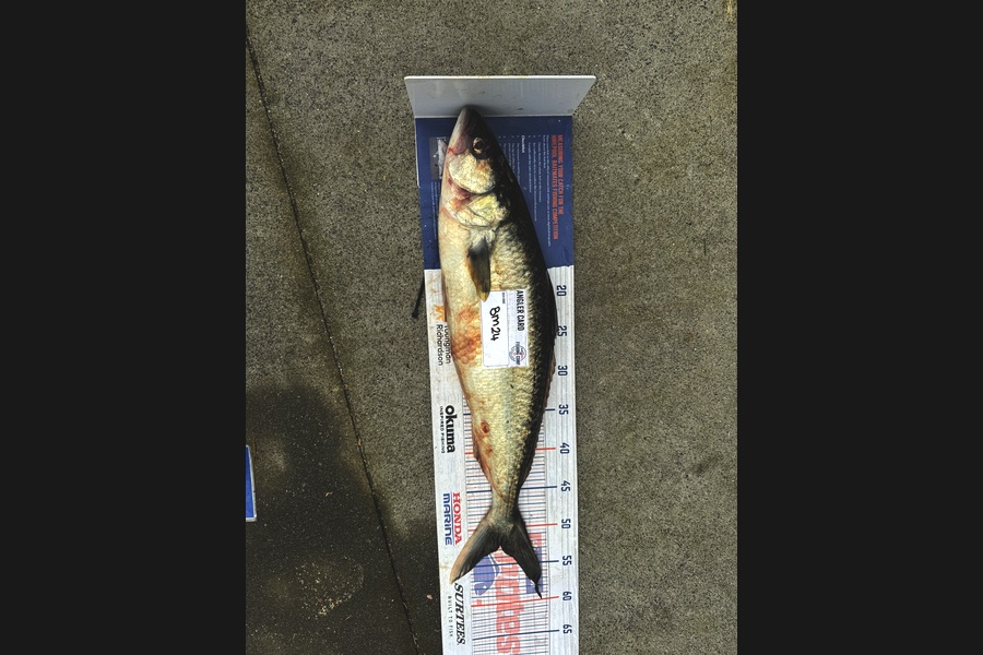 Melanie Bethell caught this 52.0cm Kahawai at Bay of Plenty during The Hirepool Baitmates Fishing Comp
