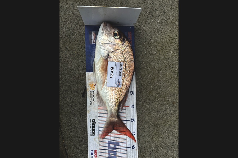 Melanie Bethell caught this 38.0cm Snapper at Bay of Plenty during The Hirepool Baitmates Fishing Comp