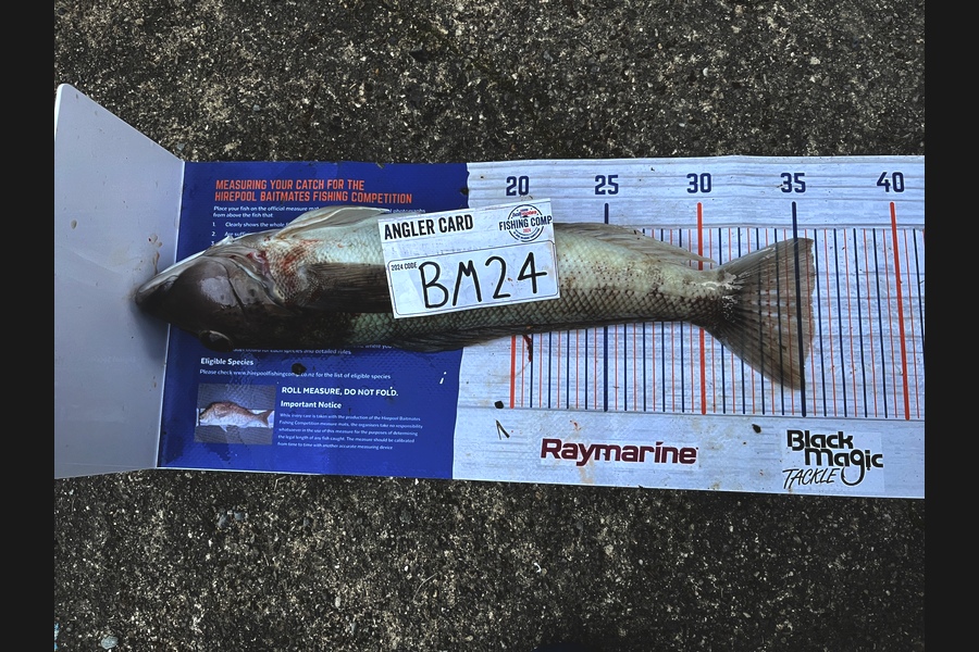 Tane Stephens caught this 35.5cm Blue Cod at Nelson/Marlborough during The Hirepool Baitmates Fishing Comp