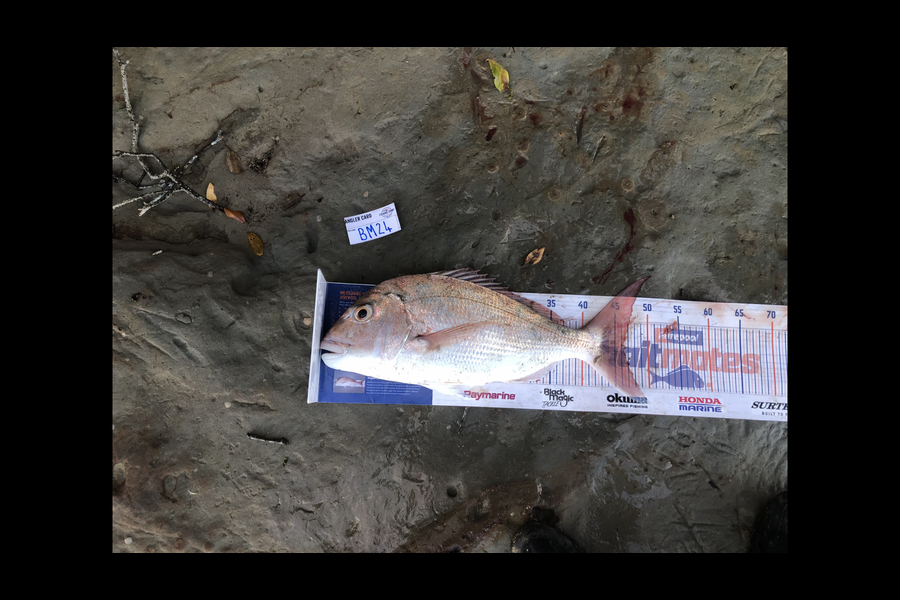 Mitchell Burkett caught this 46.5cm Snapper at Auckland during The Hirepool Baitmates Fishing Comp