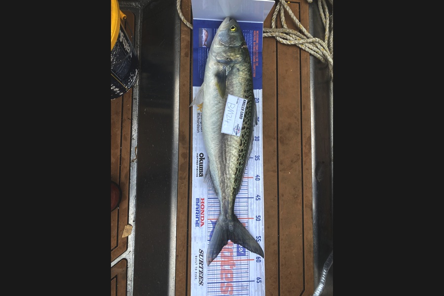 Flynn Wright caught this 55.0cm Kahawai at Waikato during The Hirepool Baitmates Fishing Comp