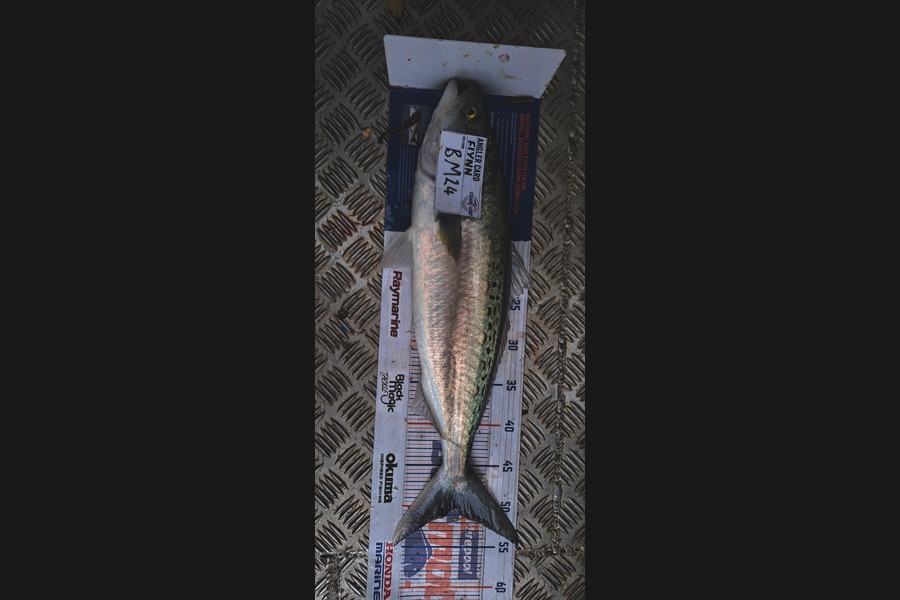 Flynn Pemberton caught this 50.5cm Kahawai at Coromandel during The Hirepool Baitmates Fishing Comp