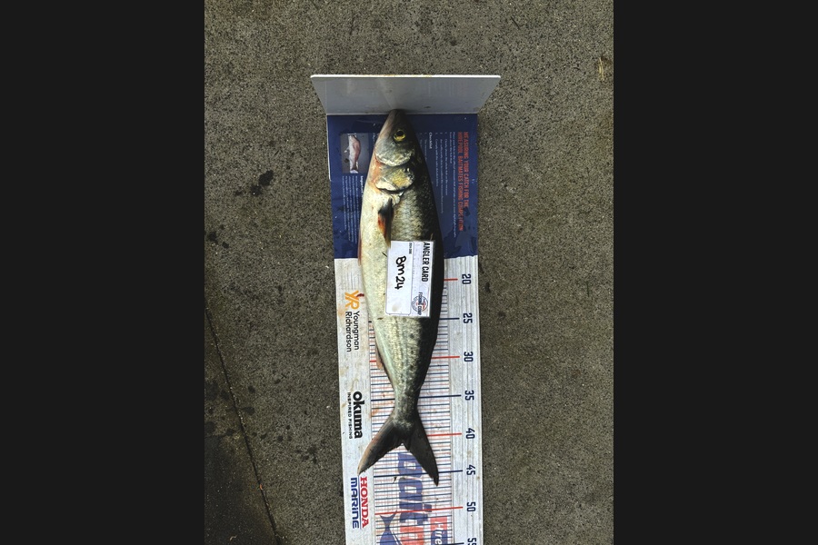 Nicholas Mowlem caught this 40.5cm Kahawai at Bay of Plenty during The Hirepool Baitmates Fishing Comp