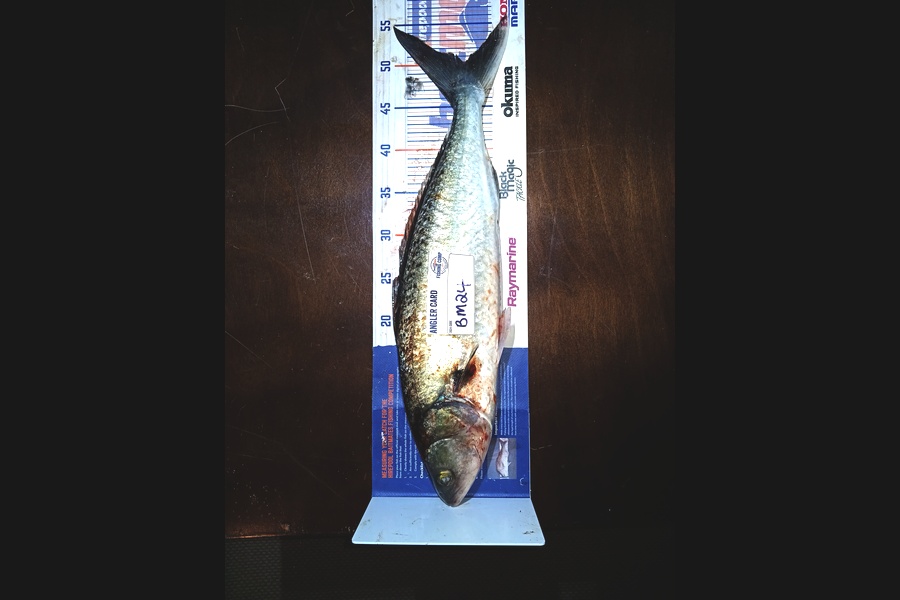 Yvonne Jones caught this 50.0cm Kahawai at Waikato during The Hirepool Baitmates Fishing Comp