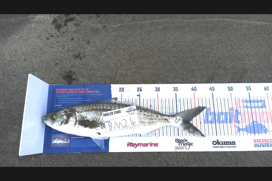 Logan Mason caught this 38.0cm Kahawai at Hawkes Bay during The Hirepool Baitmates Fishing Comp