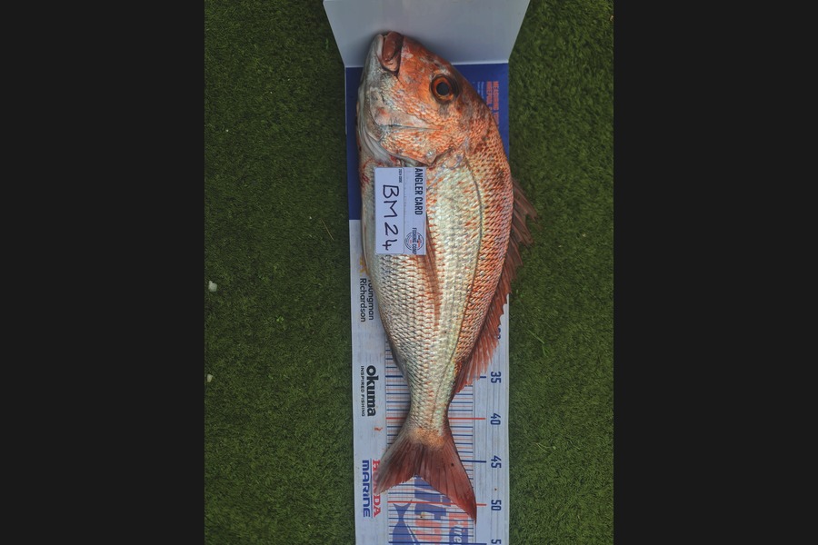 Hendrik Klopper caught this 46.5cm Snapper at Northland during The Hirepool Baitmates Fishing Comp