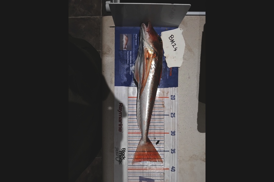 Reid Cameron caught this 37.5cm Gurnard at Hawkes Bay during The Hirepool Baitmates Fishing Comp
