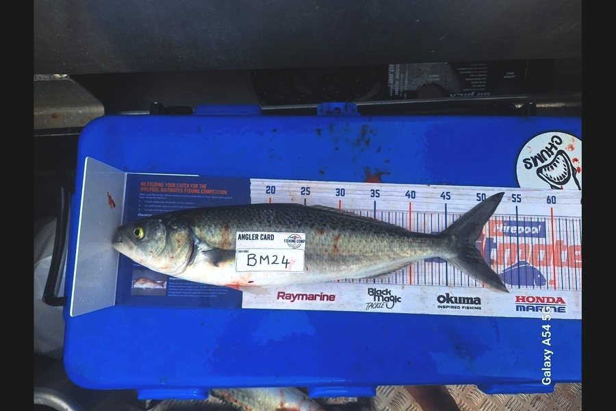 Reid Soole caught this 49.0cm Kahawai at Auckland during The Hirepool Baitmates Fishing Comp