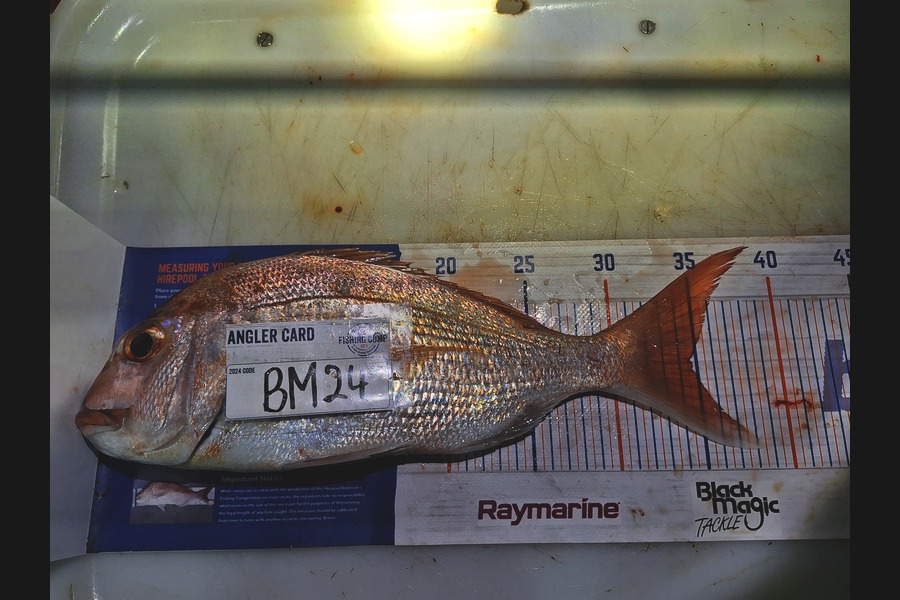 Trevor Hopson caught this 34.5cm Snapper at Coromandel during The Hirepool Baitmates Fishing Comp