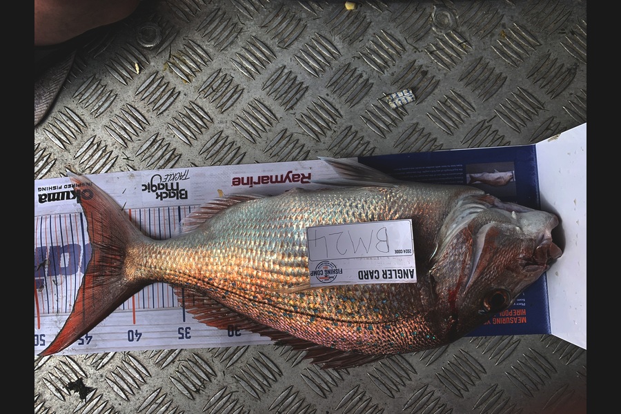 Matthew Spargo caught this 44.0cm Snapper at Bay of Plenty during The Hirepool Baitmates Fishing Comp