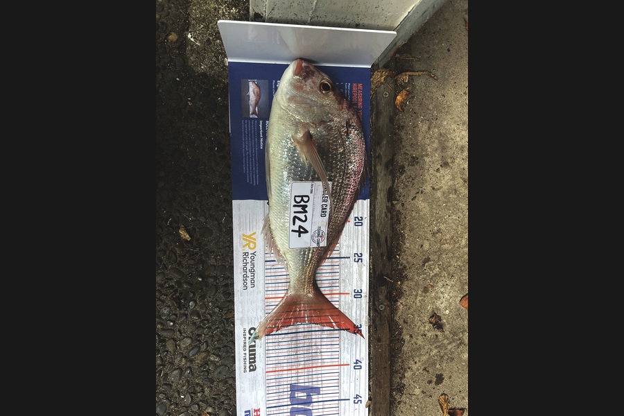 Harry Strang caught this 33.5cm Snapper at Bay of Plenty during The Hirepool Baitmates Fishing Comp
