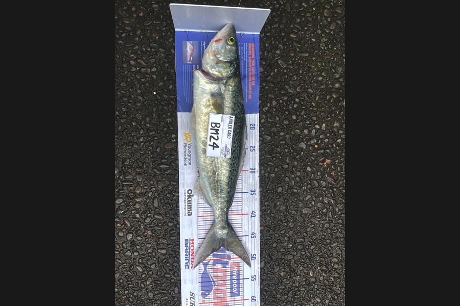 Harry Strang caught this 46cm Kahawai at Bay of Plenty during The Hirepool Baitmates Fishing Comp