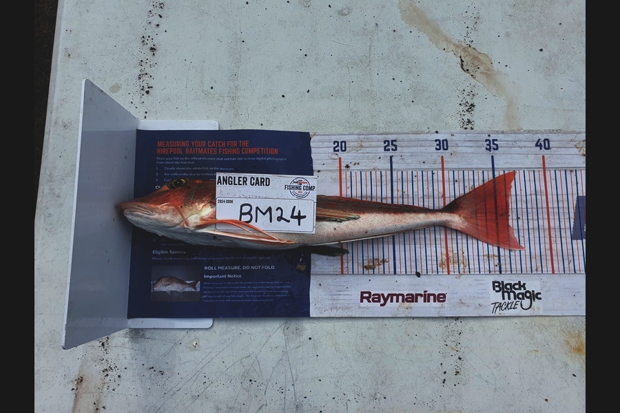 Trent Barrett caught this 36.0cm Gurnard at Hawkes Bay during The Hirepool Baitmates Fishing Comp
