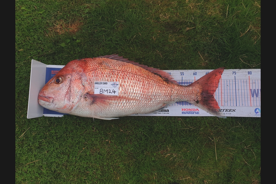 Trent Barrett caught this 67.0cm Snapper at Hawkes Bay during The Hirepool Baitmates Fishing Comp