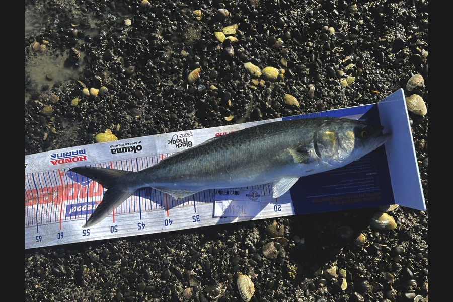 Beau Danks caught this 51.0cm Kahawai at Hawkes Bay during The Hirepool Baitmates Fishing Comp