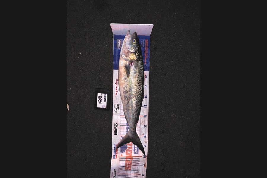 Jerrald Chong caught this 53.0cm Kahawai at Coromandel during The Hirepool Baitmates Fishing Comp