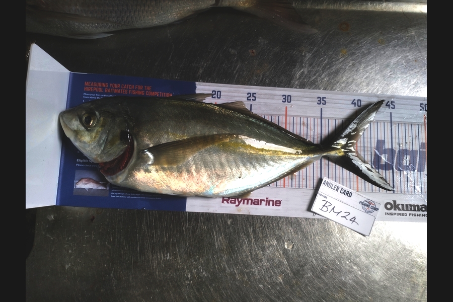 Shane Abnernethy caught this 38cm Trevally at Northland during The Hirepool Baitmates Fishing Comp