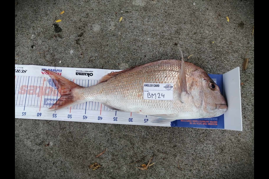Myles Reddish caught this 53.5cm Snapper at Coromandel during The Hirepool Baitmates Fishing Comp