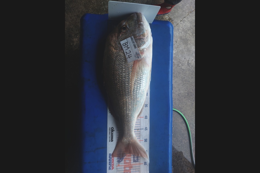 Cherie Alderson caught this 55.0cm Snapper at Bay of Plenty during The Hirepool Baitmates Fishing Comp