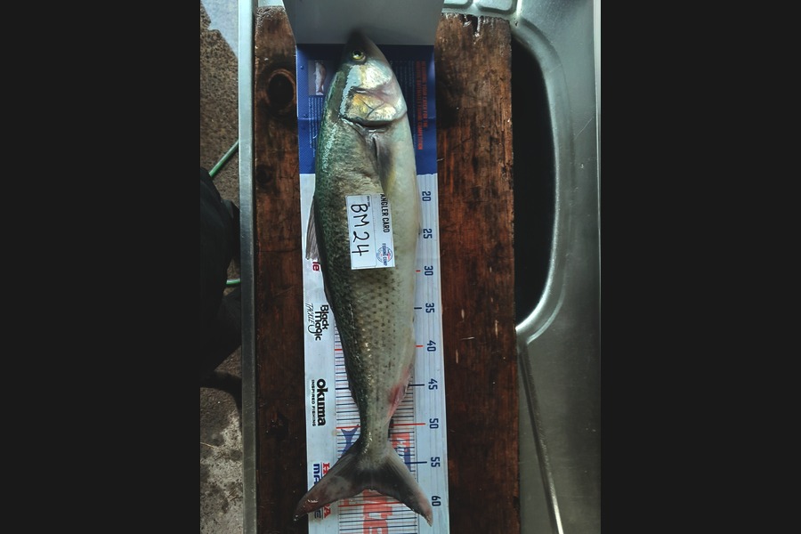Matt Alderson caught this 58.0cm Kahawai at Bay of Plenty during The Hirepool Baitmates Fishing Comp