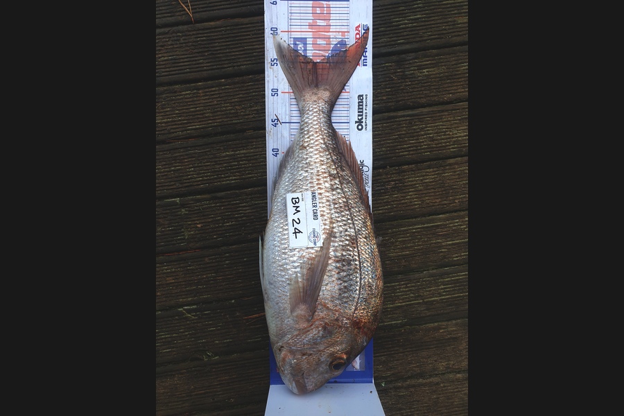 Kirsty Simmonds caught this 55.0cm Snapper at Bay of Plenty during The Hirepool Baitmates Fishing Comp