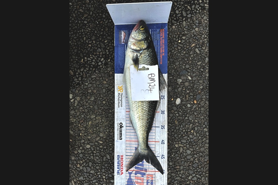 Craig Jones caught this 46.0cm Kahawai at Bay of Plenty during The Hirepool Baitmates Fishing Comp
