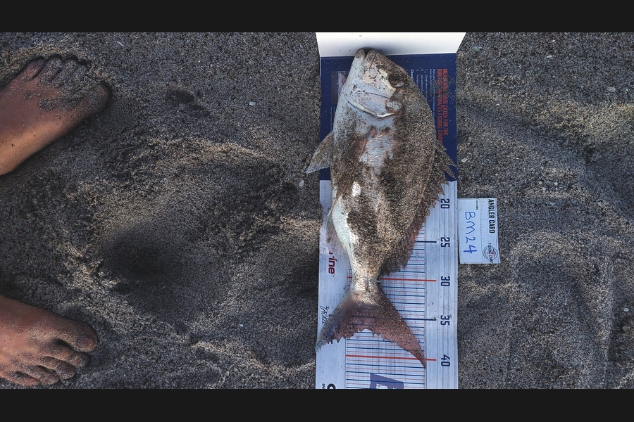 Jack beban caught this 36.5cm Snapper at Bay of Plenty during The Hirepool Baitmates Fishing Comp