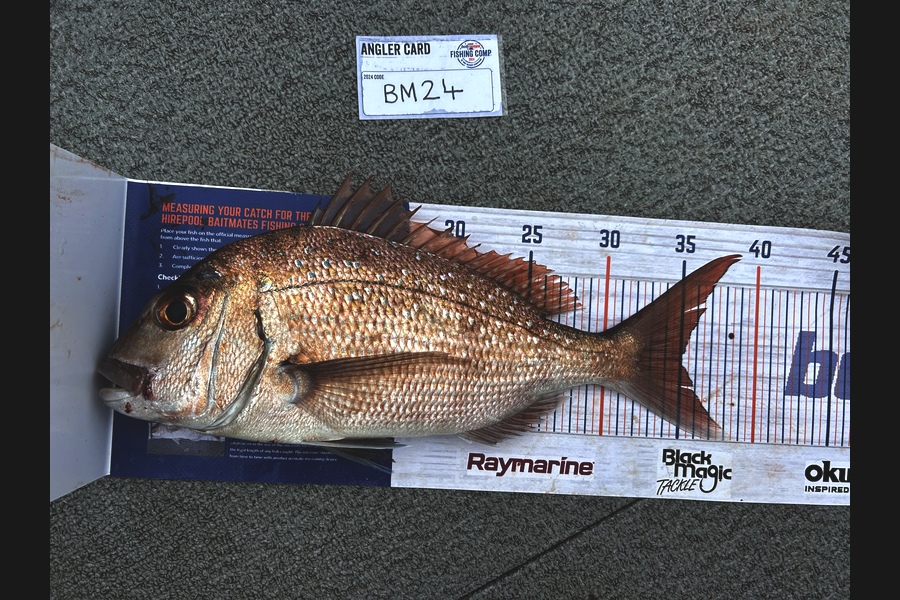 Nikolai Longstaff caught this 35.0cm Snapper at Auckland during The Hirepool Baitmates Fishing Comp