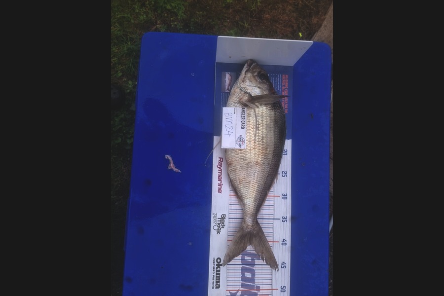 Bradley Weatherley caught this 40.5cm Tarakihi at Bay of Plenty during The Hirepool Baitmates Fishing Comp