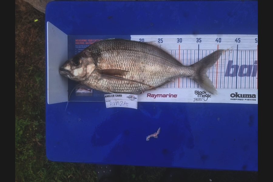 Nicole Billot caught this 37.0cm Tarakihi at Bay of Plenty during The Hirepool Baitmates Fishing Comp