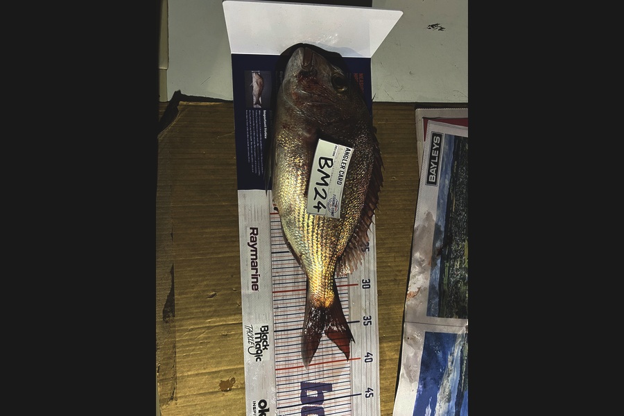 Hamish Hart caught this 35.5cm Snapper at Bay of Plenty during The Hirepool Baitmates Fishing Comp