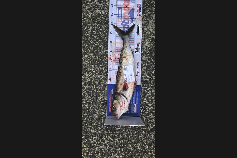 Isabella McMillin caught this 45cm Kahawai at West Coast during The Hirepool Baitmates Fishing Comp