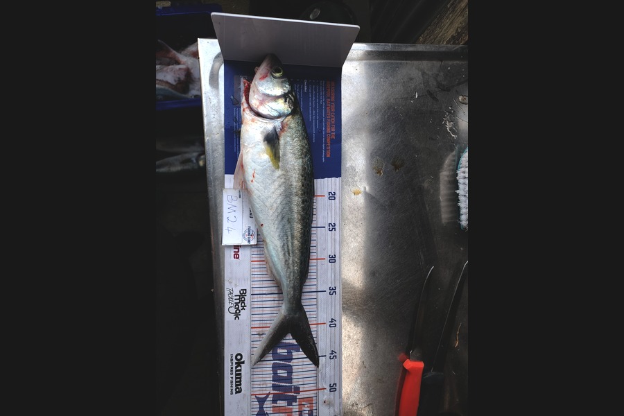 Carl Hine caught this 40cm Kahawai at Bay of Plenty during The Hirepool Baitmates Fishing Comp