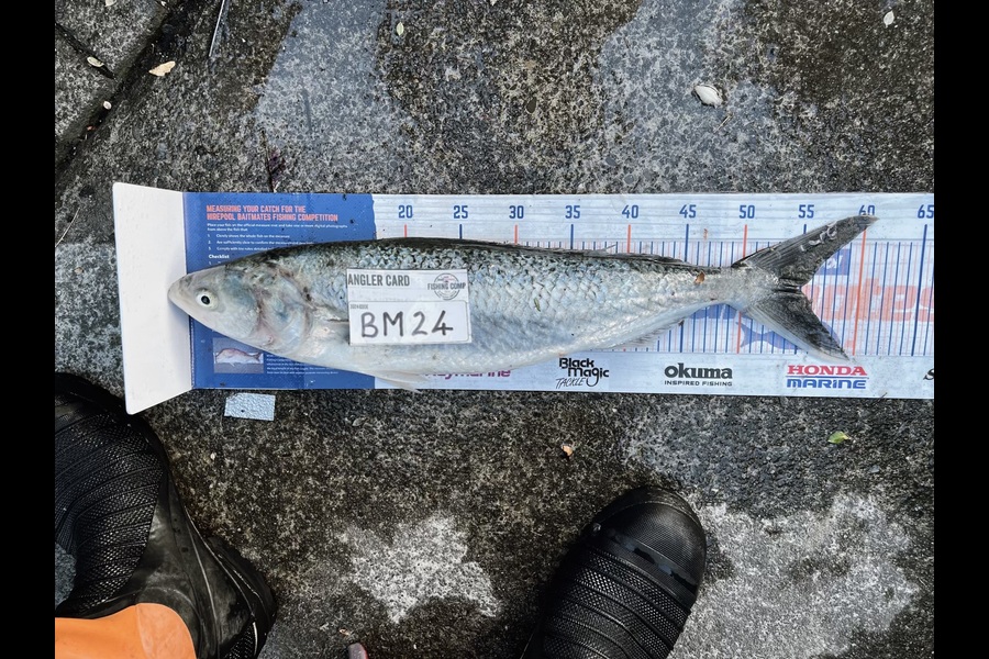 Andrei Labradores caught this 54.5cm Kahawai at Canterbury during The Hirepool Baitmates Fishing Comp