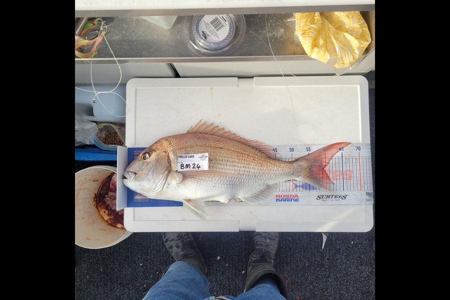 Alan Dean McCarthy caught this 59.5cm Snapper at Nelson/Marlborough during The Hirepool Baitmates Fishing Comp