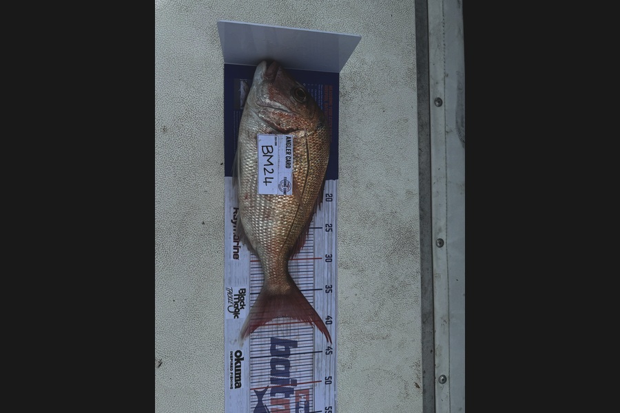Beau Wilkinson caught this 39.0cm Snapper at Northland during The Hirepool Baitmates Fishing Comp