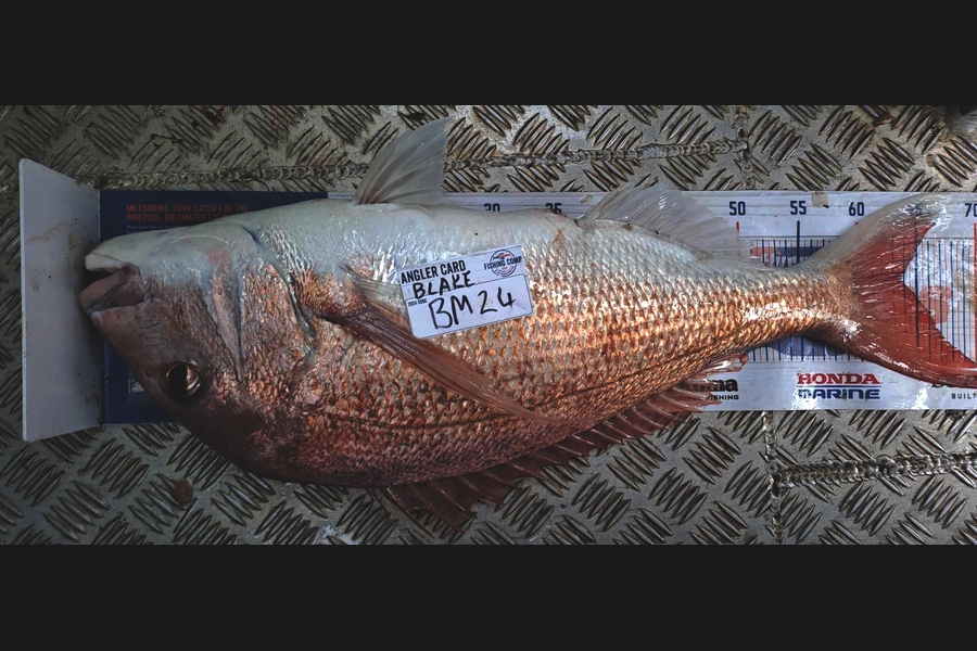 Blake Pemberton caught this 63.5cm Snapper at Coromandel during The Hirepool Baitmates Fishing Comp