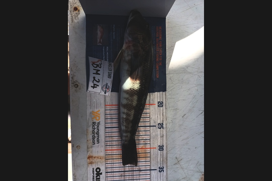 Jason Iorns caught this 33.5cm Blue Cod at Nelson/Marlborough during The Hirepool Baitmates Fishing Comp